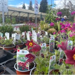 Plantes d’extérieur​ - galerie image 1