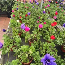 Production locale​ - bronnimann - galerie image 2