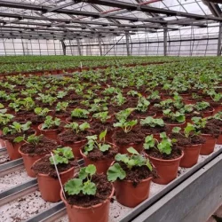 Production locale​ - bronnimann - galerie image 3