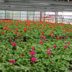 Production locale​ - bronnimann - galerie image 4