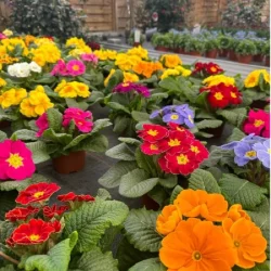 Production locale​ - bronnimann - galerie image 5