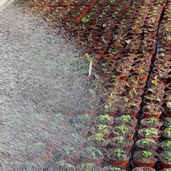 Production locale​ - bronnimann - galerie image 6