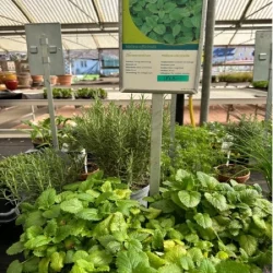 plantes aromatiques - galerie carrousel - bronnimann garden centre noville - 1