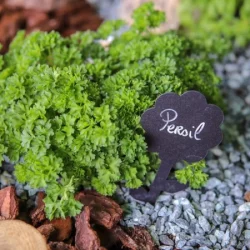 plantes aromatiques - galerie carrousel - bronnimann garden centre noville - 3