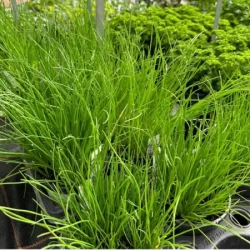 plantes aromatiques - galerie carrousel - bronnimann garden centre noville - 6